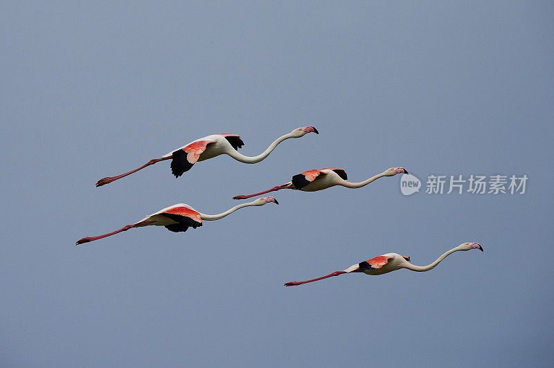 火烈鸟(Phoenicopterus roseus也叫)